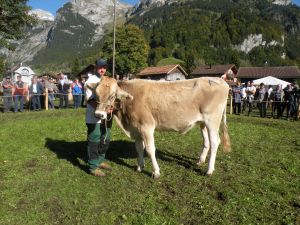 Rinderchampion Engelberg